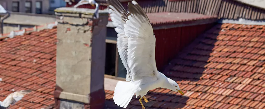 Residential Chimney Animal Removal Solution in Bonney Lake, WA