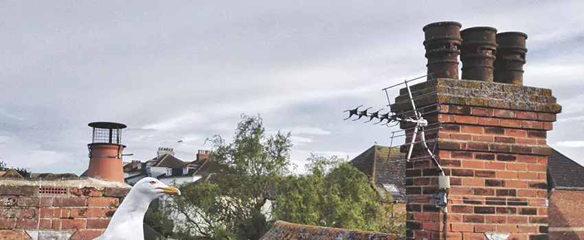 Chimney Cleaning And Restoration in Bonney Lake, Washington